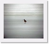 lonely curlew on ice * 1312 x 1152 * (1.9MB)